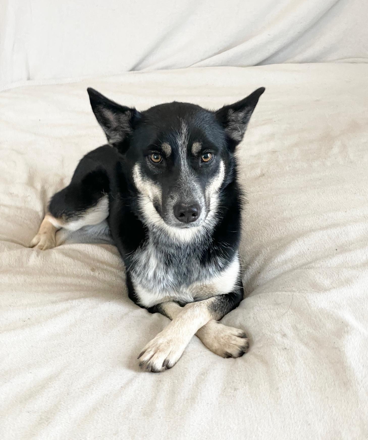 Brilliant Harmony, ADOPTABLE, Young Female German Shepherd Dog & Australian Cattle Dog / Blue Heeler.