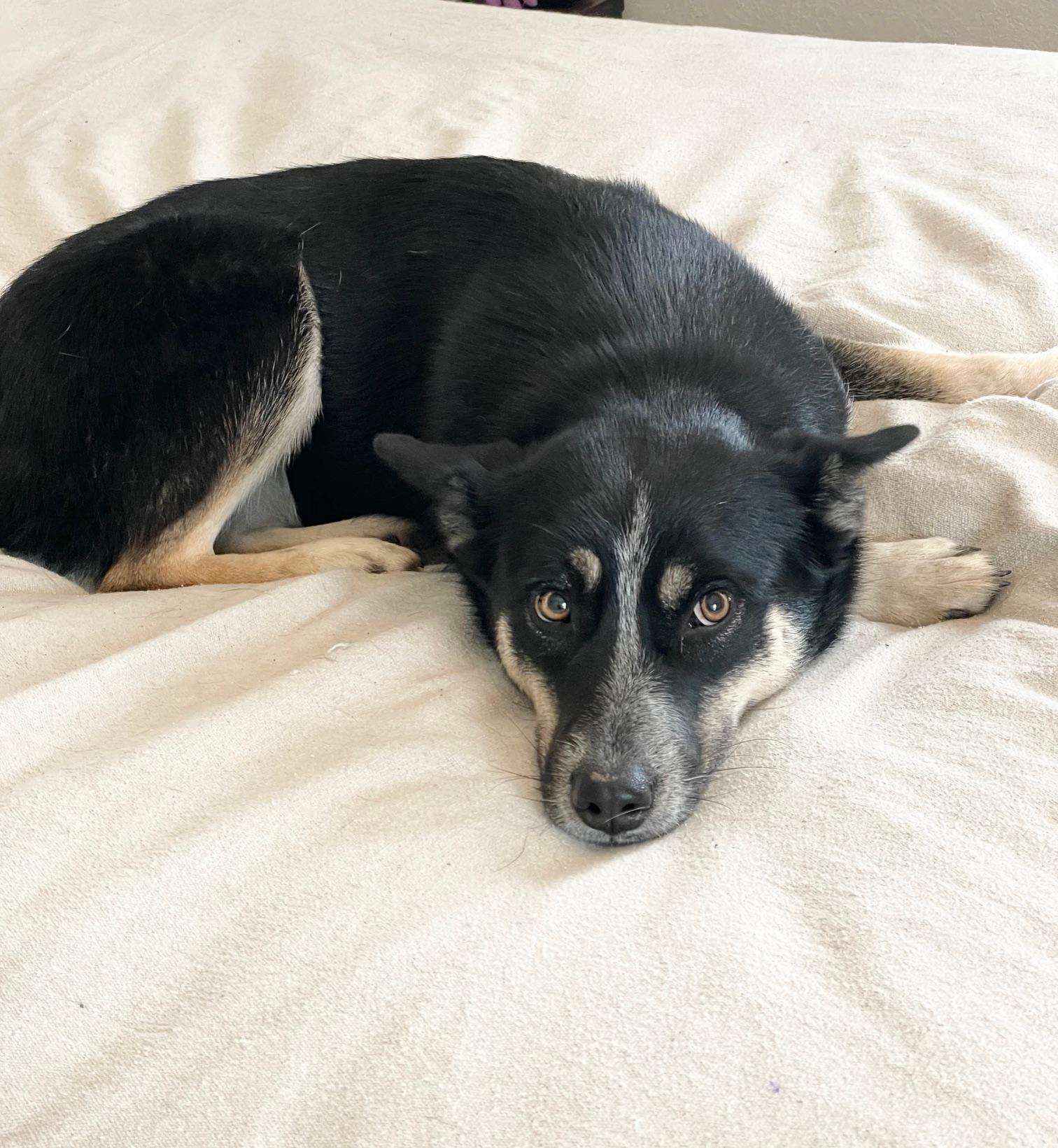 Enlarge Brilliant Harmony, a ADOPTABLE mixed breed in West Hartford , CT image 4/4