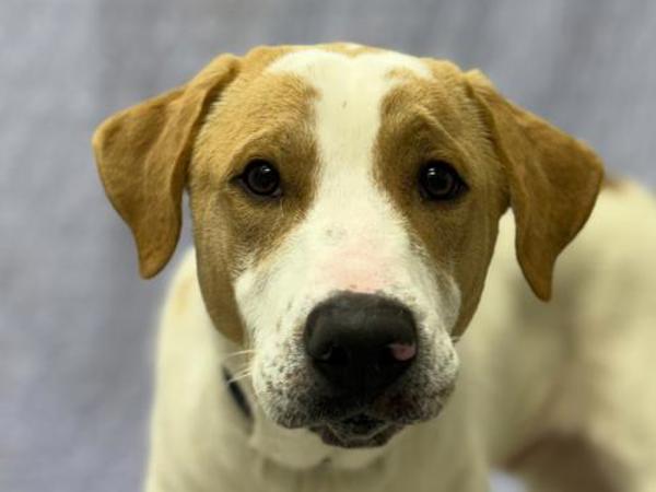 Roscoe — thumbnail 2