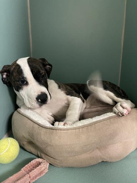 Noir — thumbnail 2