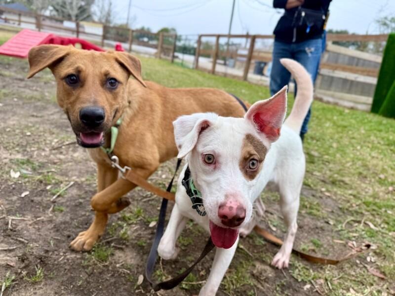 Kesha Confetti Kisses — thumbnail 2