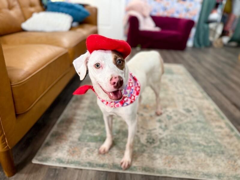 Kesha Confetti Kisses — thumbnail 5