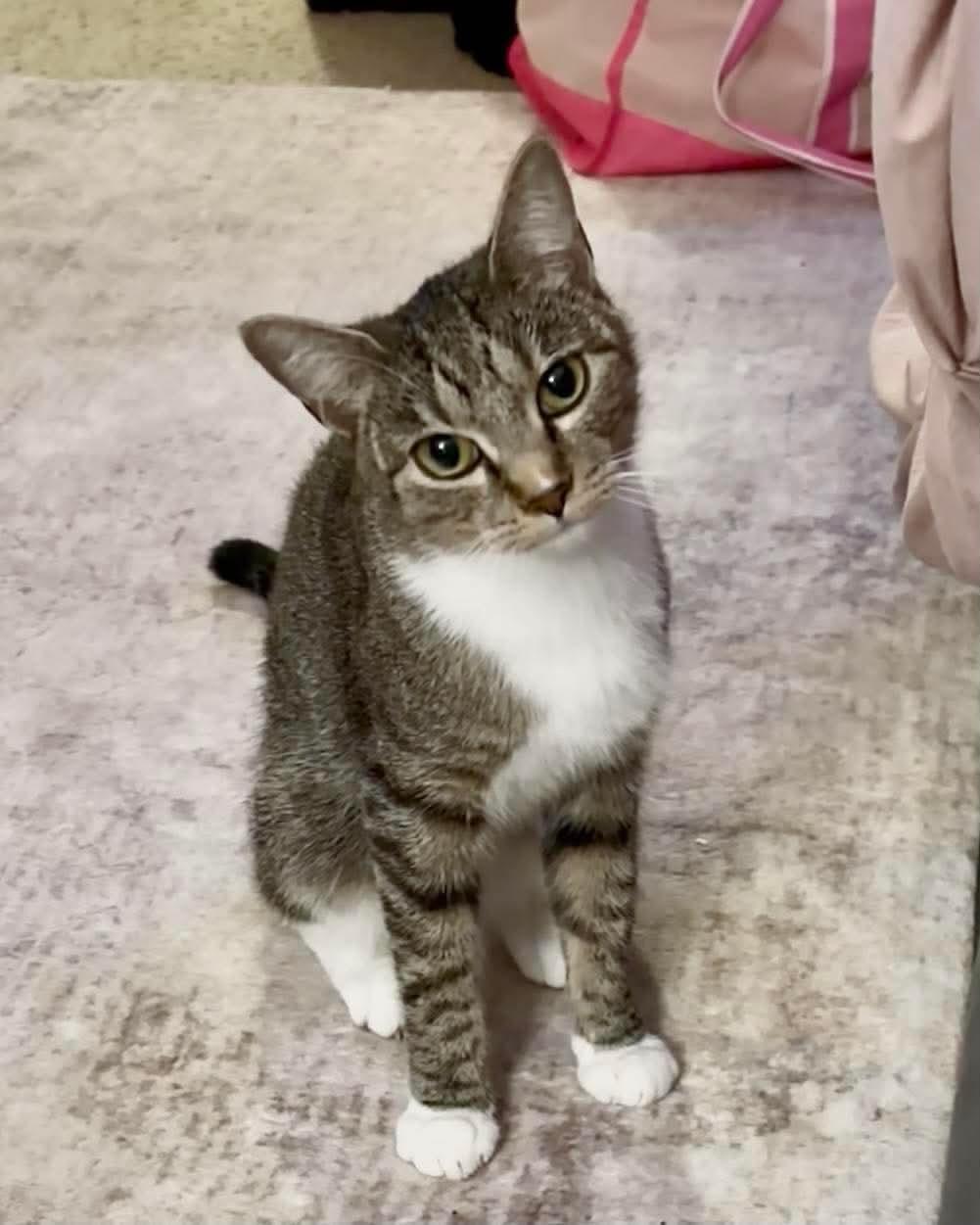 Mira, Adoptable, Kitten Female Tabby & Domestic Short Hair.