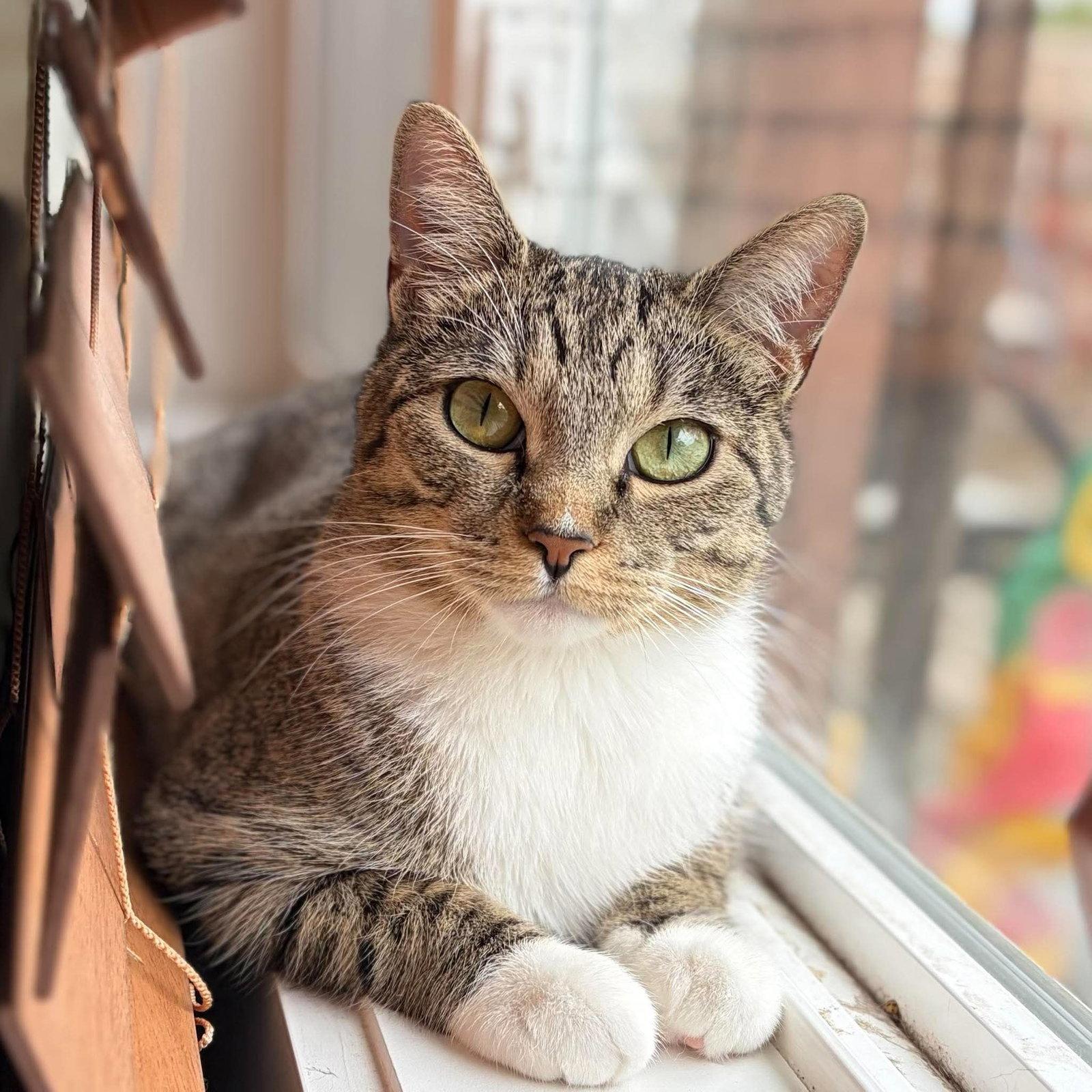 Enlarge Mira, a Adoptable mixed breed in Minneapolis, MN image 2/3
