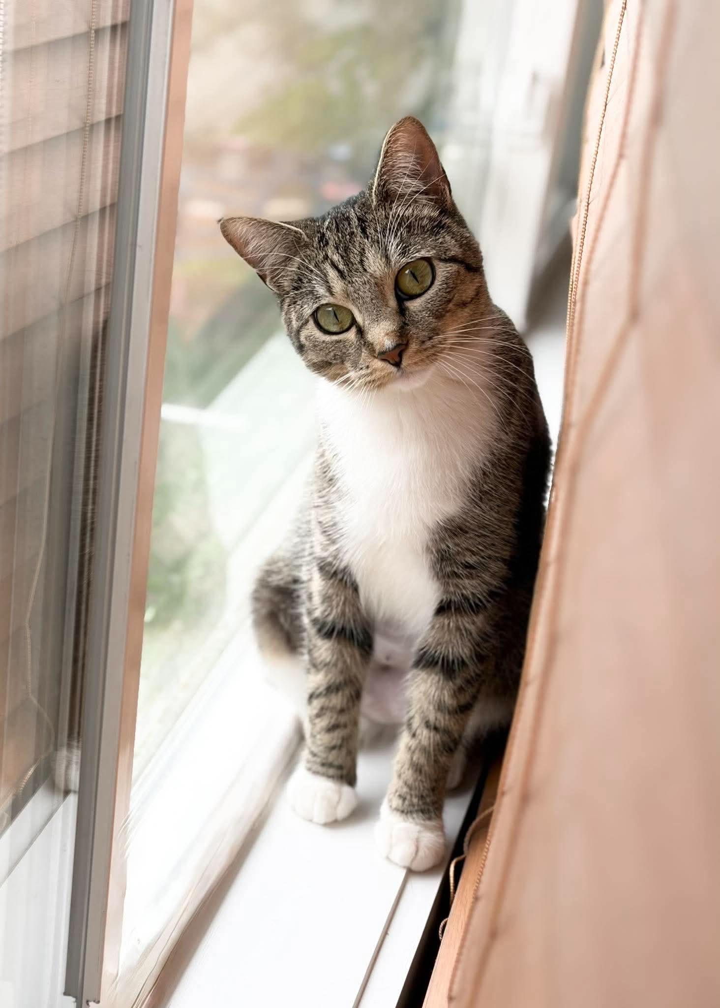 Enlarge Mira, a Adoptable mixed breed in Minneapolis, MN image 3/3