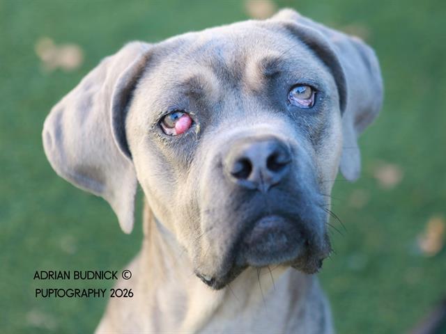 Enlarge NUNCHUCK, a Adoptable Mixed Breed in Nashville, TN image 1/2