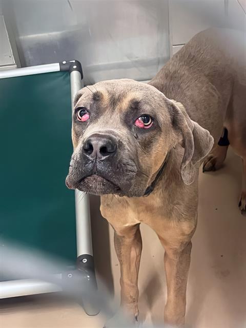 Enlarge NUNCHUCK, a Adoptable Mixed Breed in Nashville, TN image 2/2