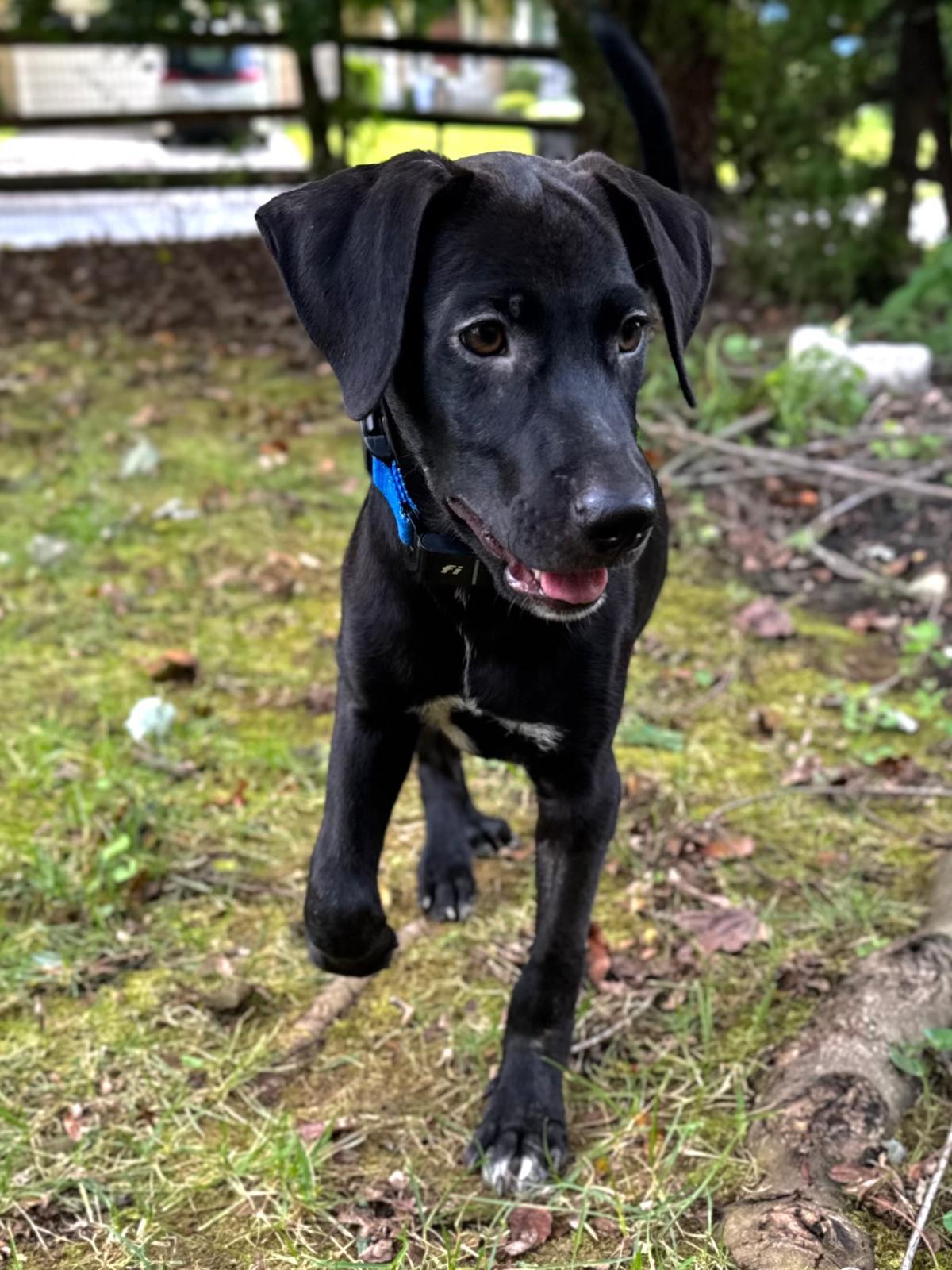 Finn