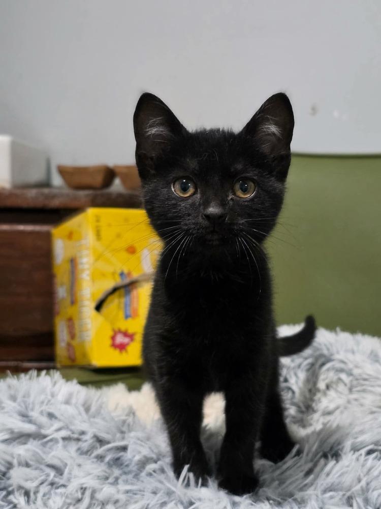 Macaron Maggie, Adopted, Kitten Female Domestic Short Hair.