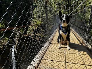 Enlarge Ren, a ADOPTABLE mixed breed in Salem, OR image 5/5