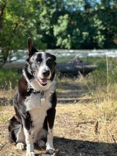 Ren, ADOPTABLE, Adult Male Australian Shepherd & Collie.