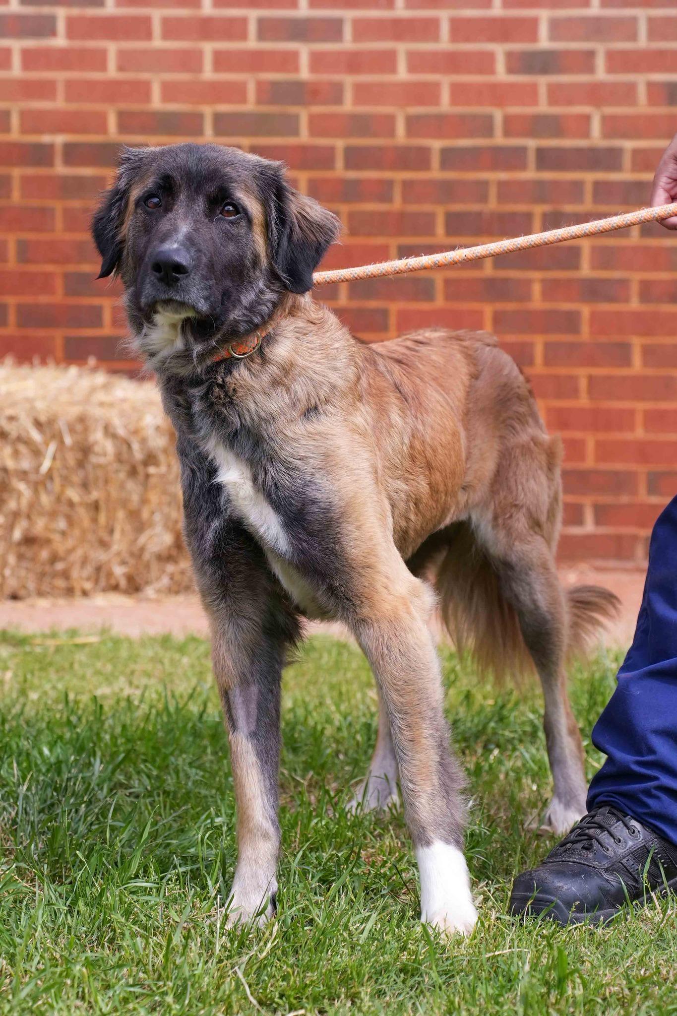 Enlarge Taylor, an adopted mixed breed in Stillwater, OK image 1/1
