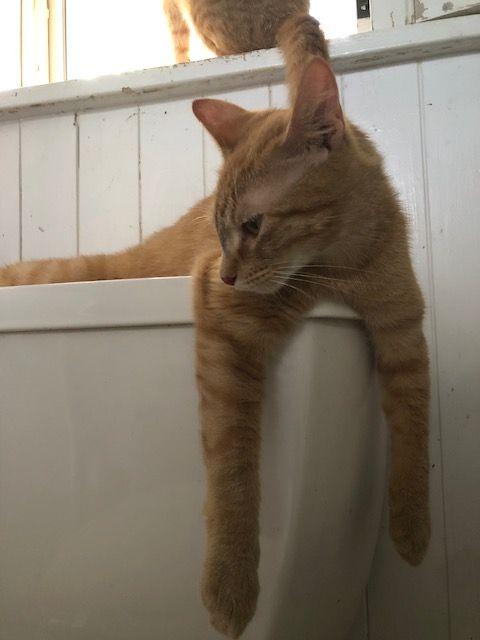 Perfect Little Orange Cat - COURTESY POSTING, Adoptable, Young Male Domestic Short Hair & Maine Coon.