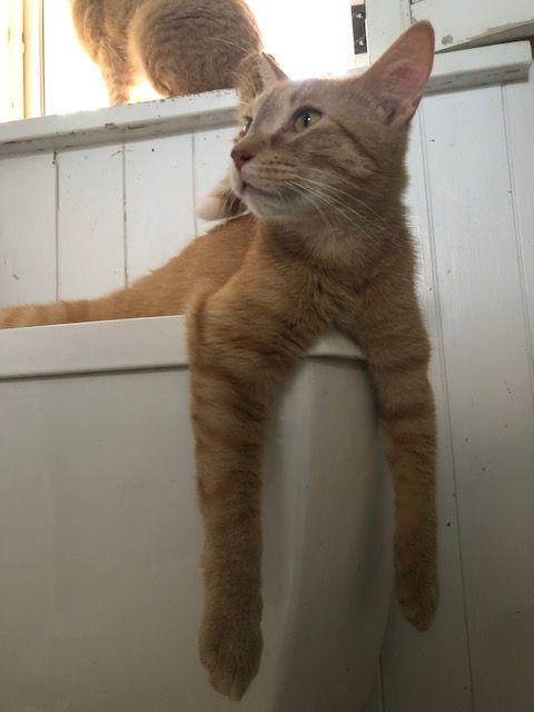 Perfect Little Orange Cat - COURTESY POSTING