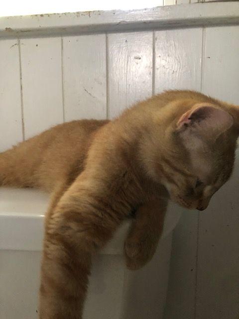 Enlarge Perfect Little Orange Cat - COURTESY POSTING, a Adoptable mixed breed image 4/4