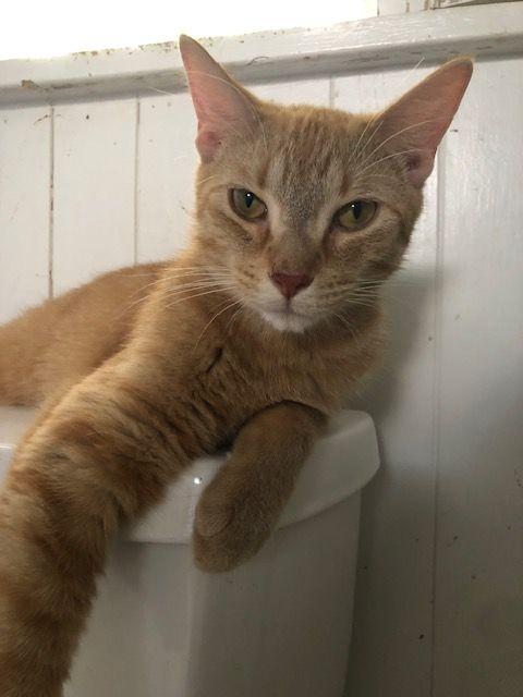 Perfect Little Orange Cat - COURTESY POSTING, Adoptable, Young Male Domestic Short Hair & Maine Coon.