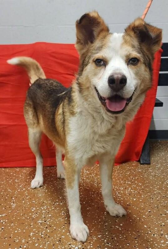 Gary, Adoptable, Adult Male Mixed Breed.