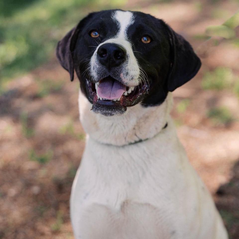 Capri, Adoptable, Adult Female Border Collie & Labrador Retriever.