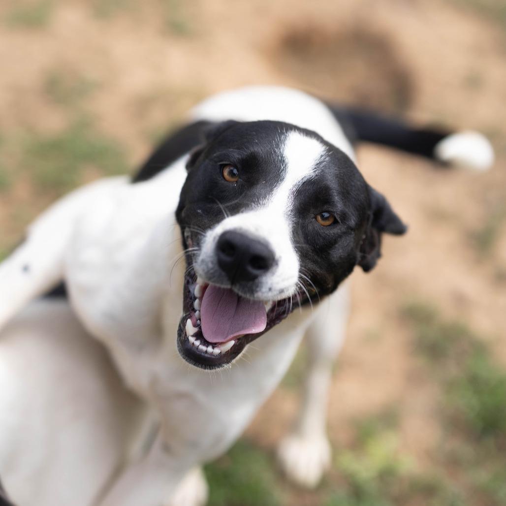 Capri, a Adoptable mixed breed in Talbott, TN image 2/3