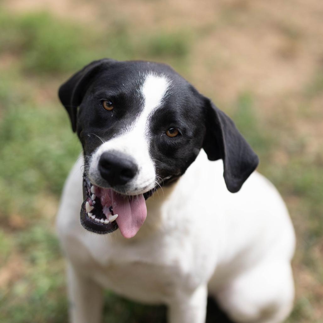 Capri, a Adoptable mixed breed in Talbott, TN image 3/3