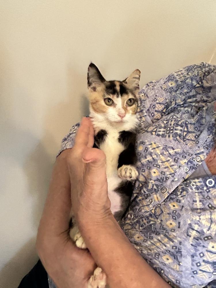 Enlarge Chloe, a Adoptable Domestic Short Hair in Mooresville, NC image 1/2