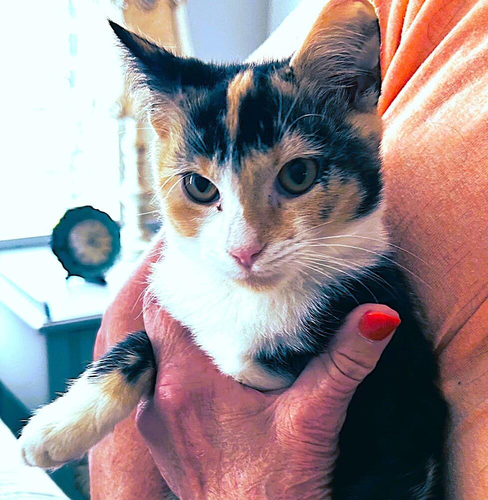 Enlarge Chloe, a Adoptable mixed breed in Mooresville, NC image 2/3