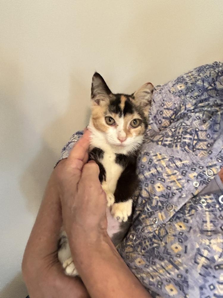 Enlarge Chloe, a Adoptable Domestic Short Hair in Mooresville, NC image 2/2