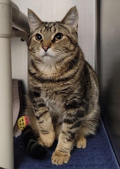 Christian, Adoptable, Kitten Male Domestic Short Hair & Domestic Short Hair.