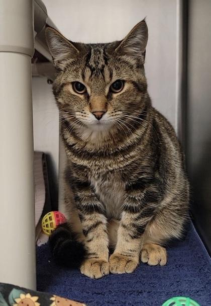 Enlarge Christian, a Adoptable mixed breed in Elmira, NY image 2/2