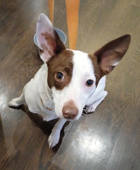 Chicken, ADOPTABLE, Young Male Jack Russell Terrier & Chihuahua.