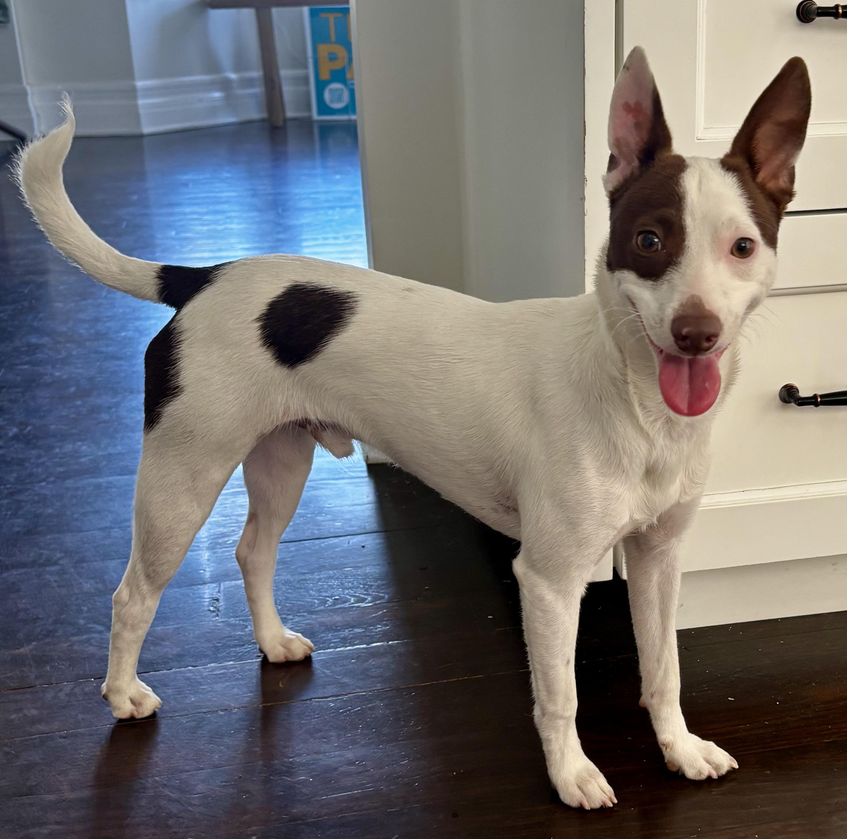 Enlarge Chicken, a ADOPTABLE mixed breed in Los Angeles, CA image 2/2