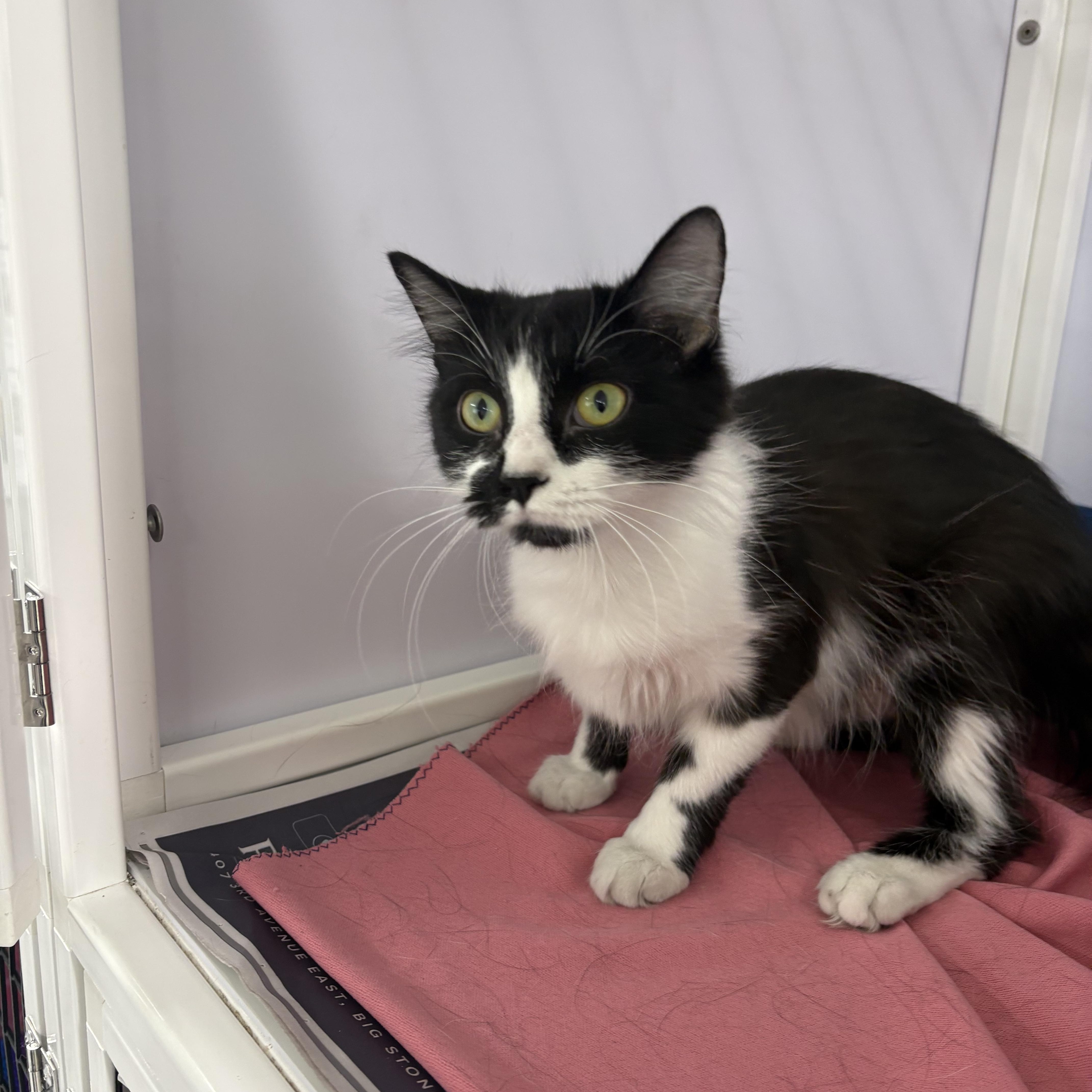 Enlarge Patches, a Adopted Domestic Long Hair in Rogersville, TN image 1/3