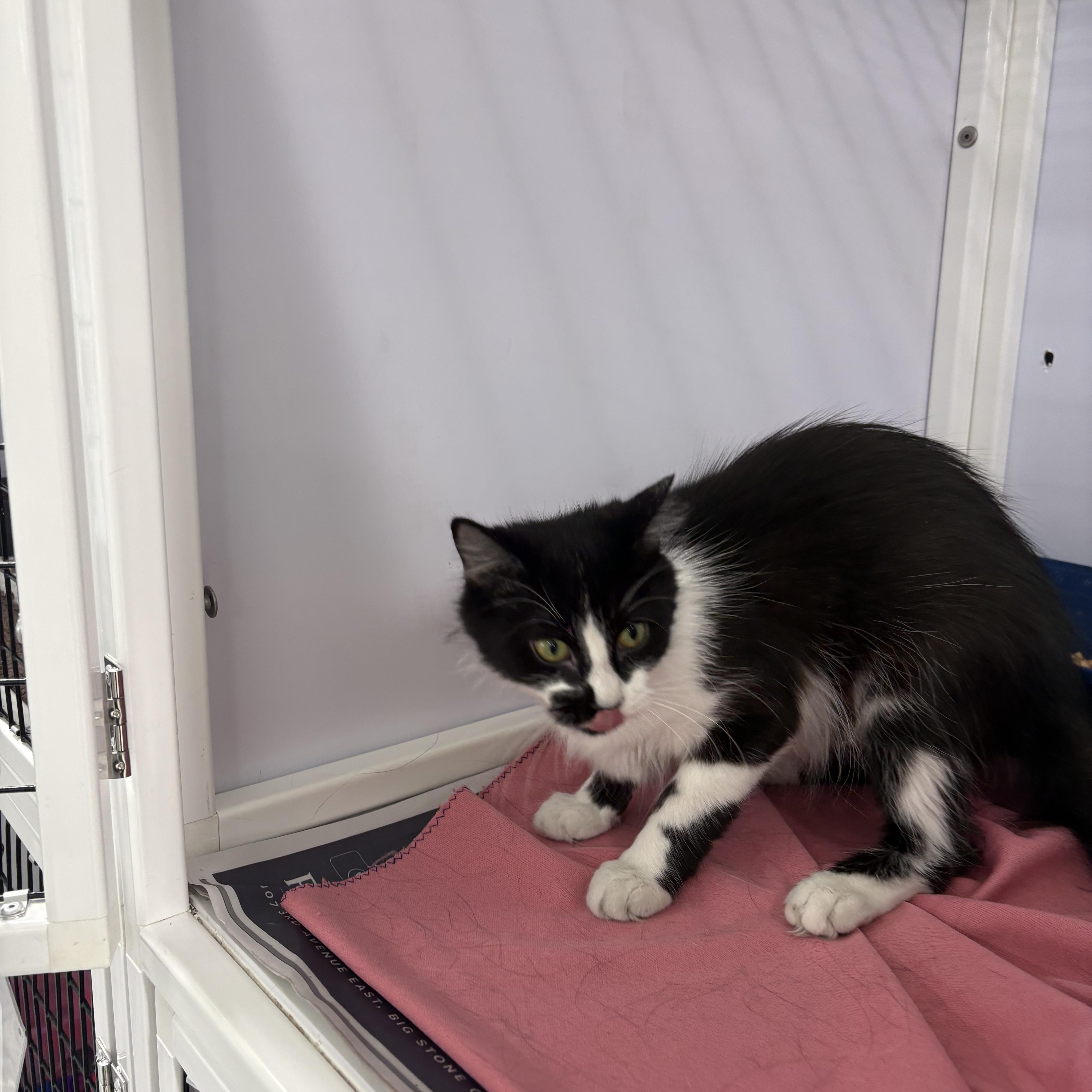 Enlarge Patches, a Adopted Domestic Long Hair in Rogersville, TN image 3/3