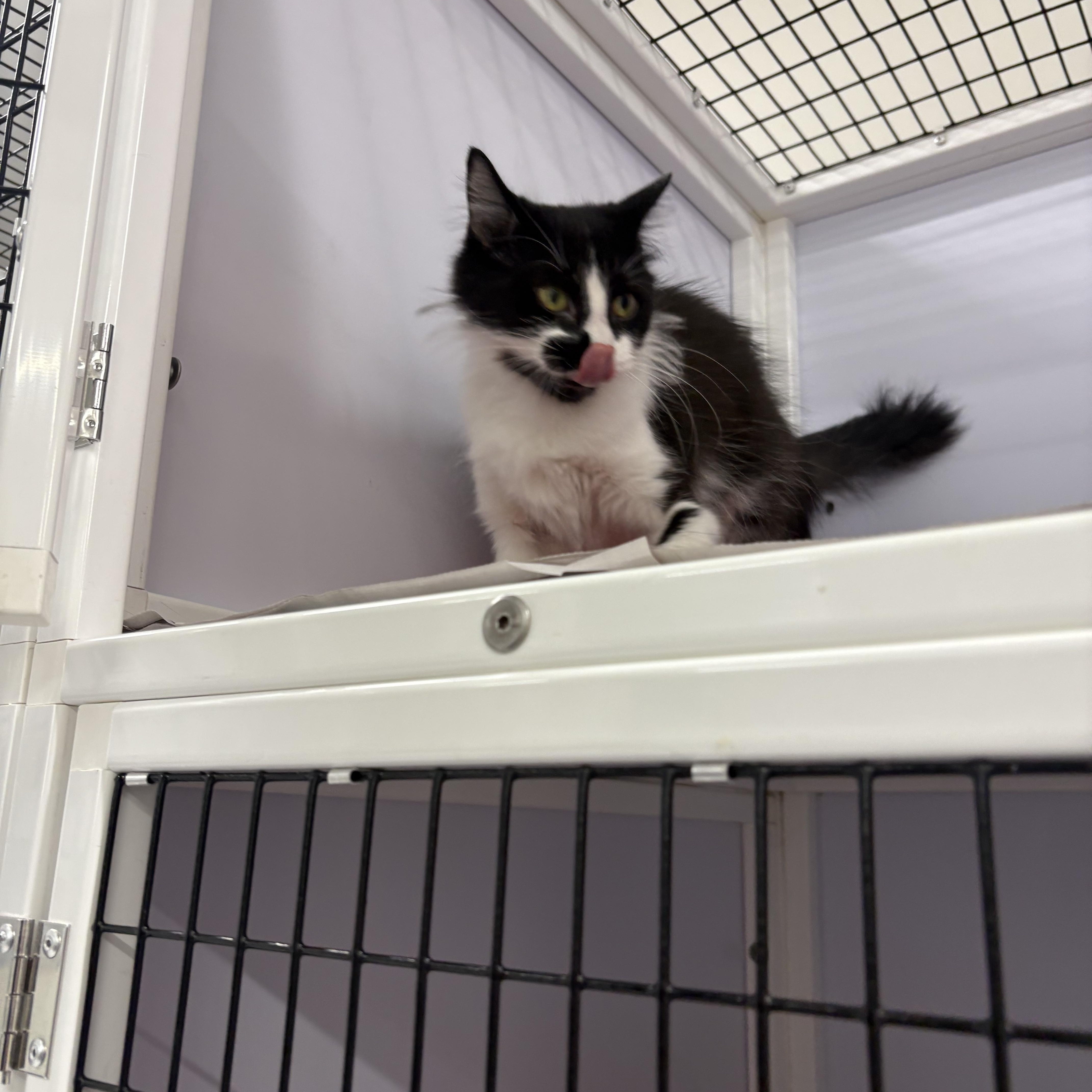 Enlarge Patches, a Adopted Domestic Long Hair in Rogersville, TN image 2/3