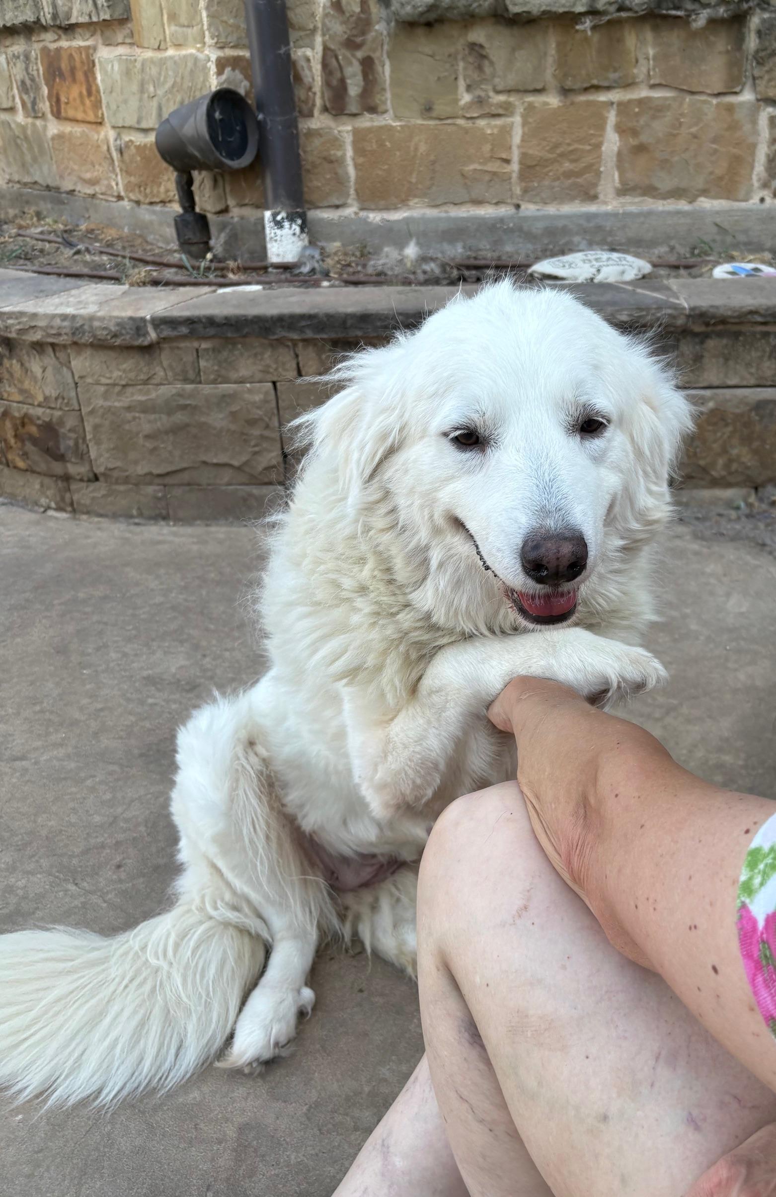 Enlarge Madison, a Adoptable mixed breed in La Crosse, WI image 5/5