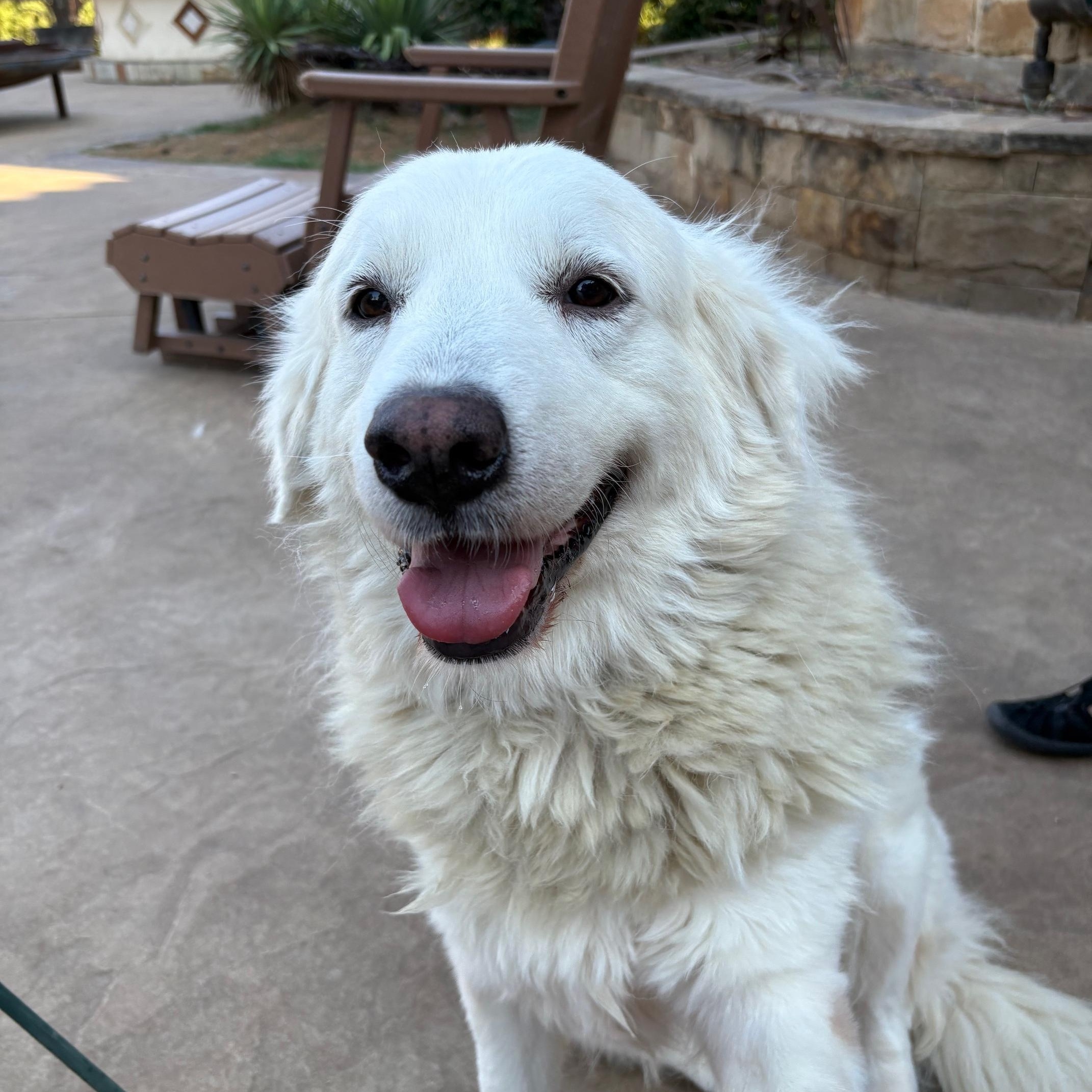 Enlarge Madison, a Adoptable mixed breed in La Crosse, WI image 1/5