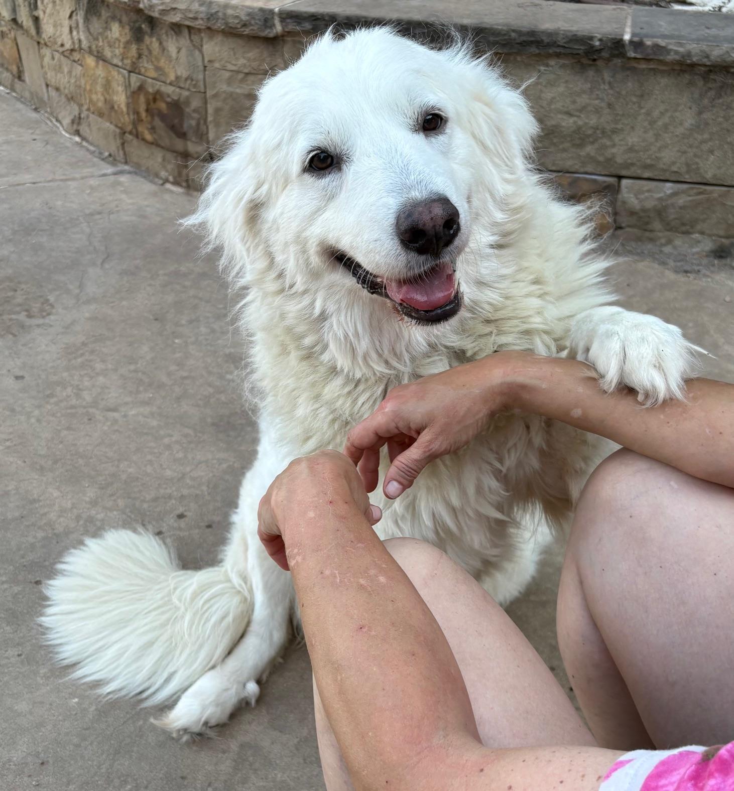 Enlarge Madison, a Adoptable mixed breed in La Crosse, WI image 3/5