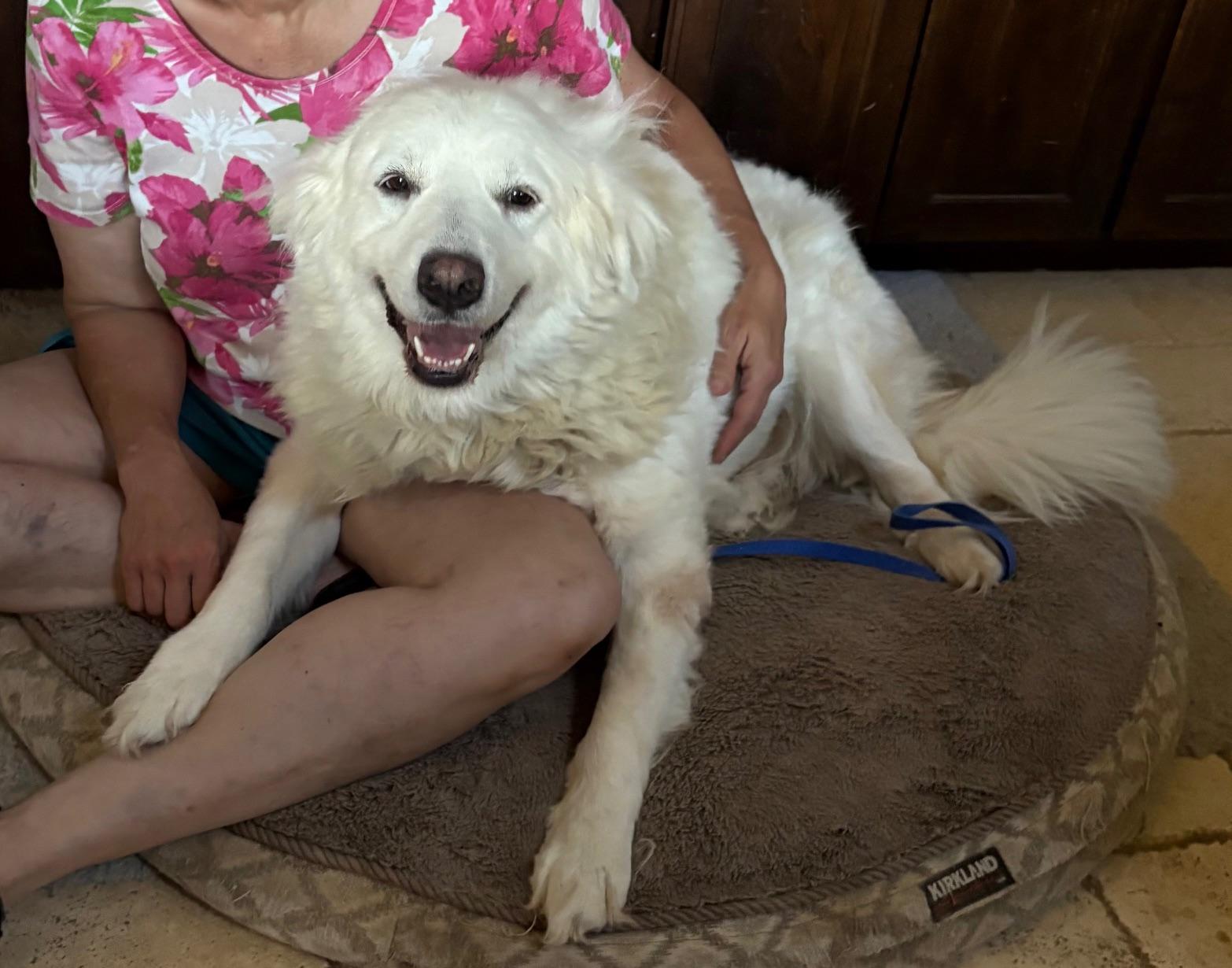 Enlarge Madison, a Adoptable mixed breed in La Crosse, WI image 4/5