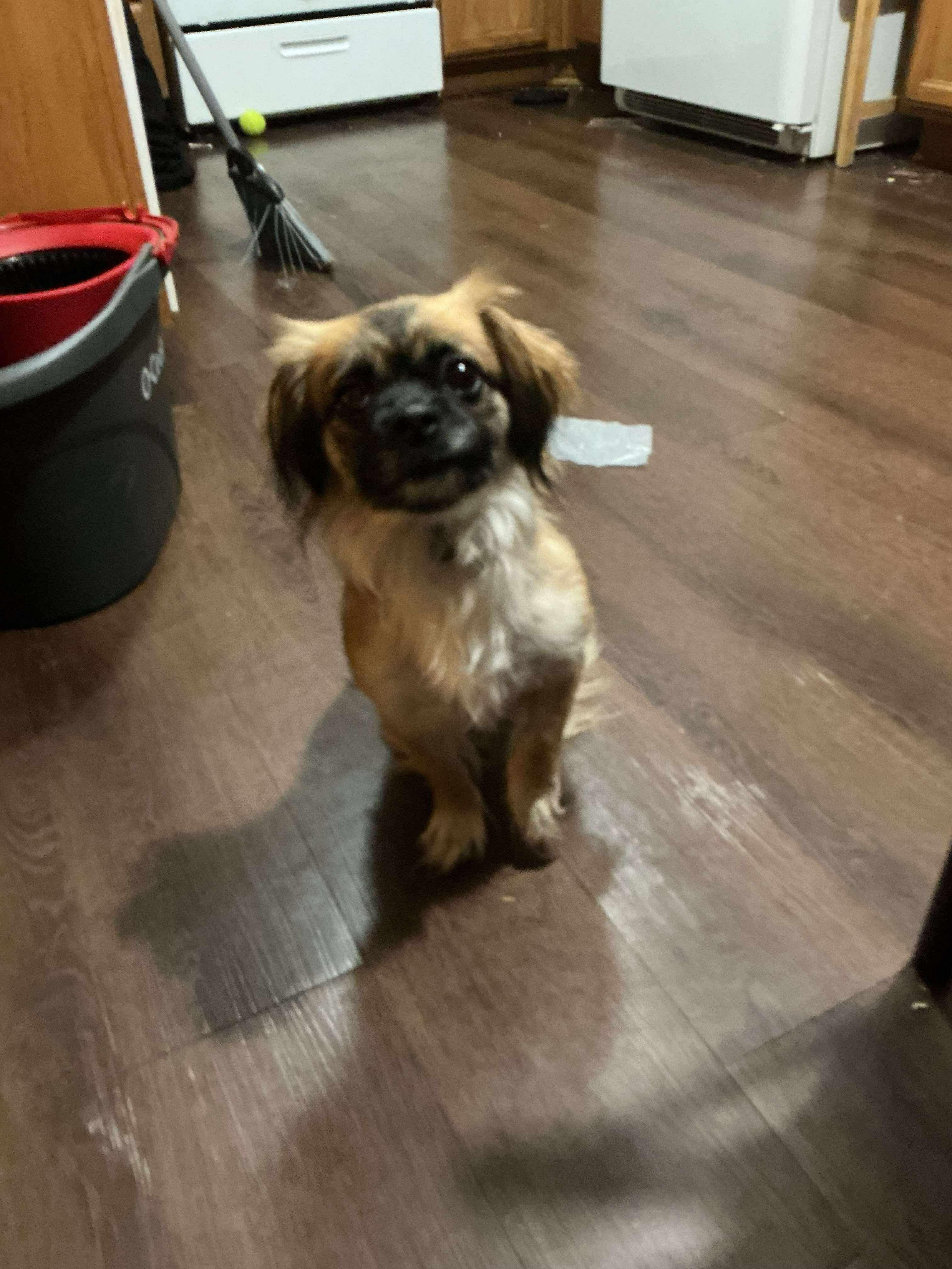 Emma, Adoptable, Young Female Pekingese.