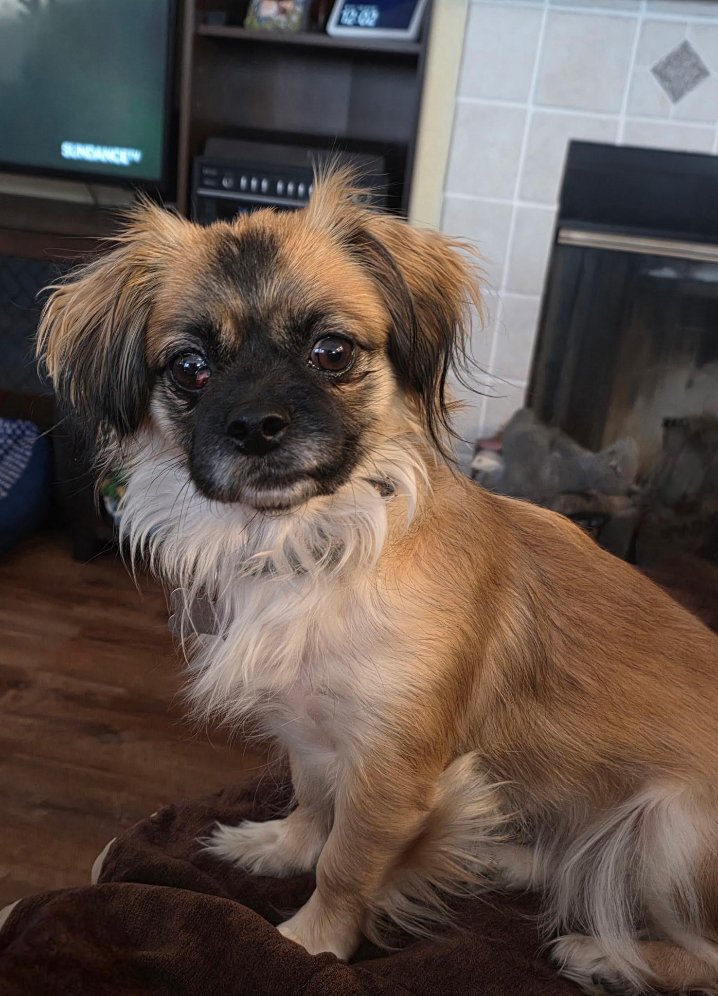 Emma, an adoptable Pekingese in Lucerne Valley, CA, 92356 | Photo Image 1