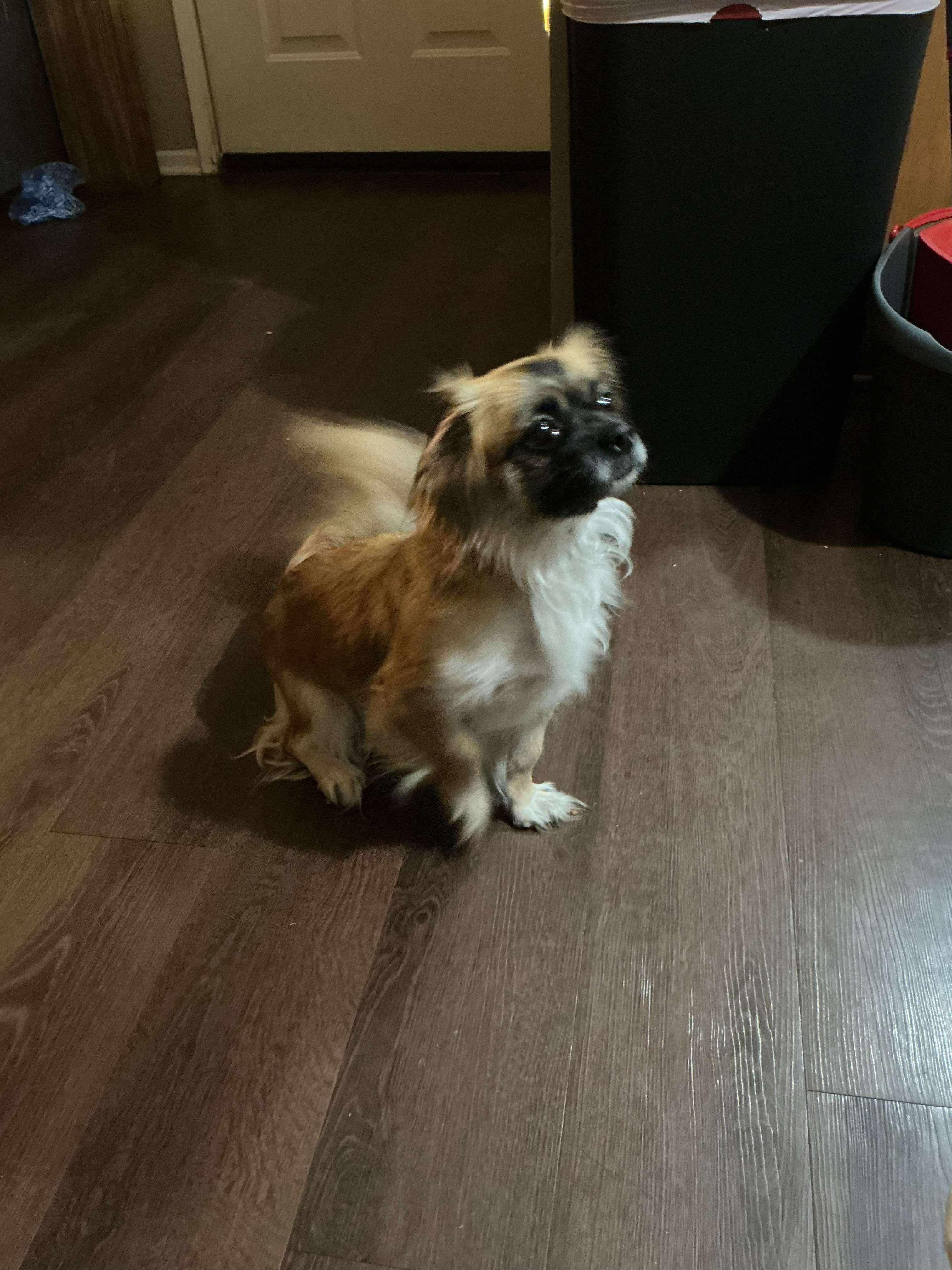 Emma, an adoptable Pekingese in Lucerne Valley, CA, 92356 | Photo Image 3