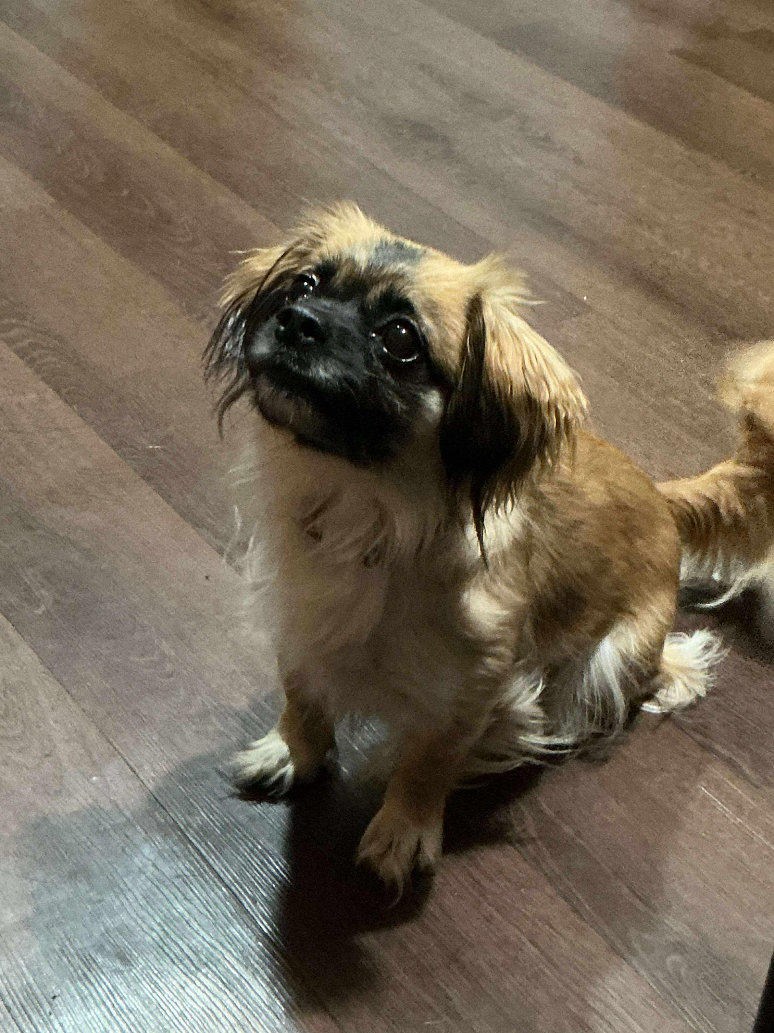 Emma, an adoptable Pekingese in Lucerne Valley, CA, 92356 | Photo Image 2