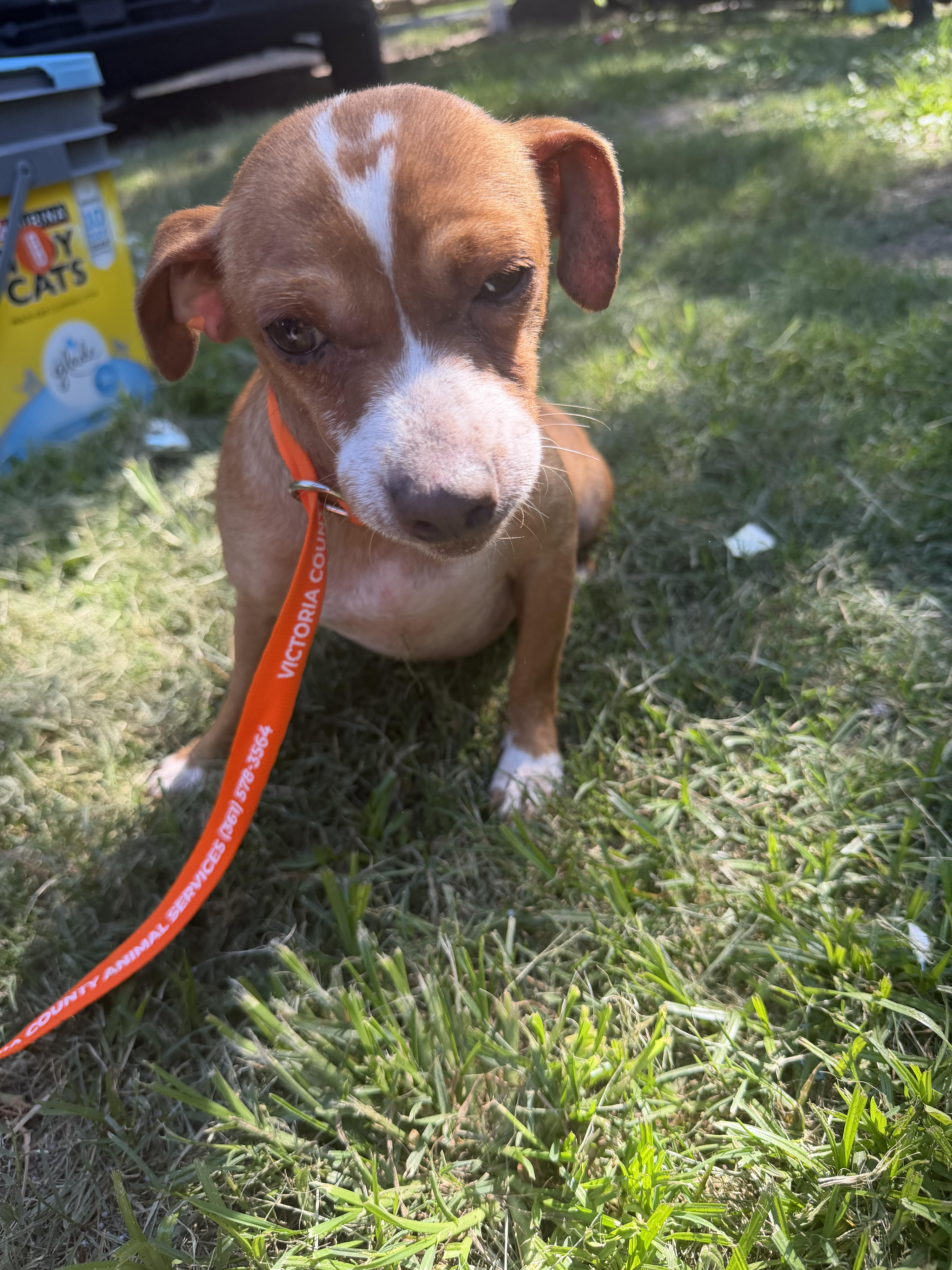 Enlarge Cinch Local Aug 21-23, a ADOPTABLE mixed breed in Westerly, RI image 3/4