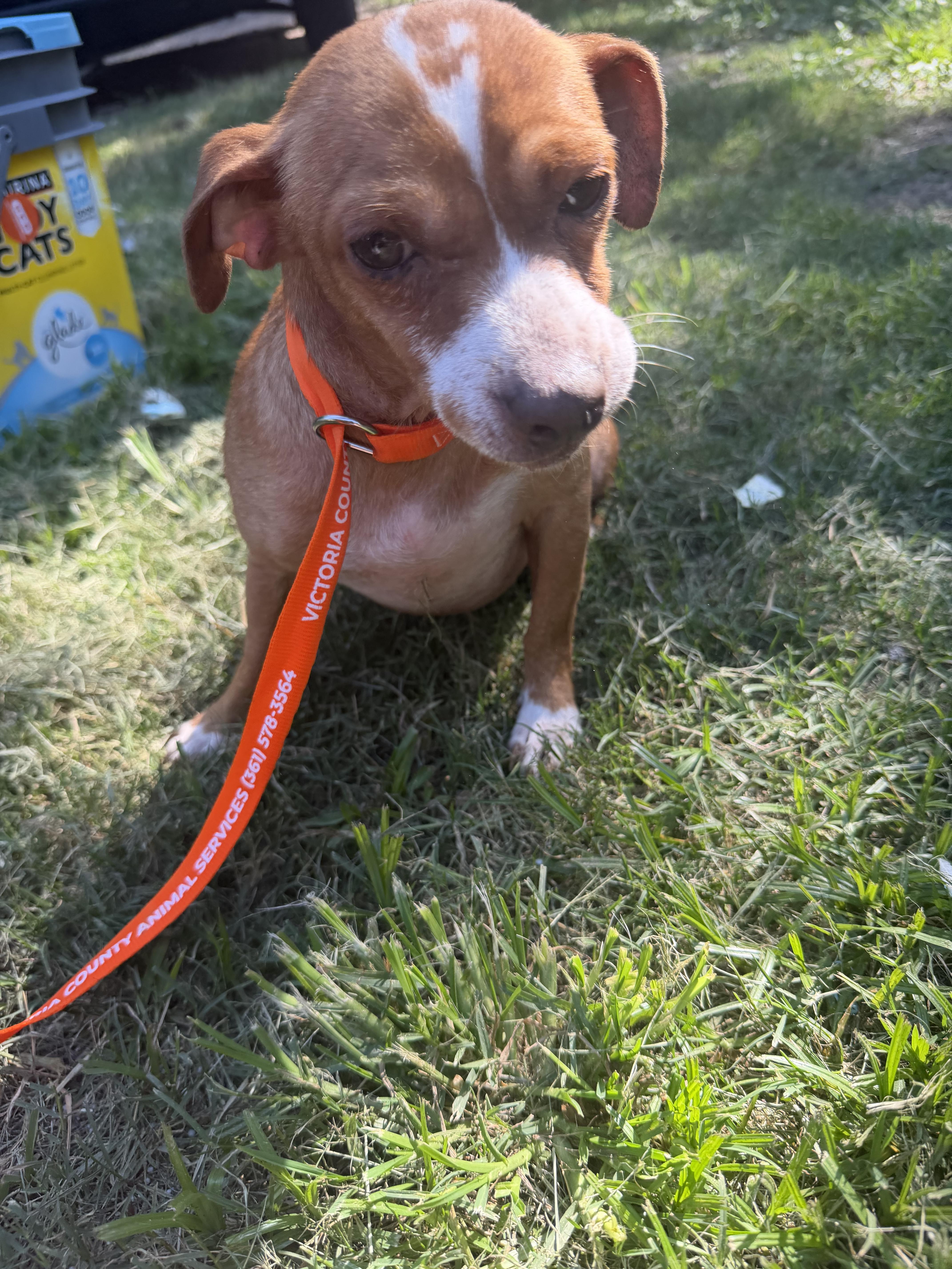 Enlarge Cinch Local Aug 21-23, a ADOPTABLE mixed breed in Westerly, RI image 2/4