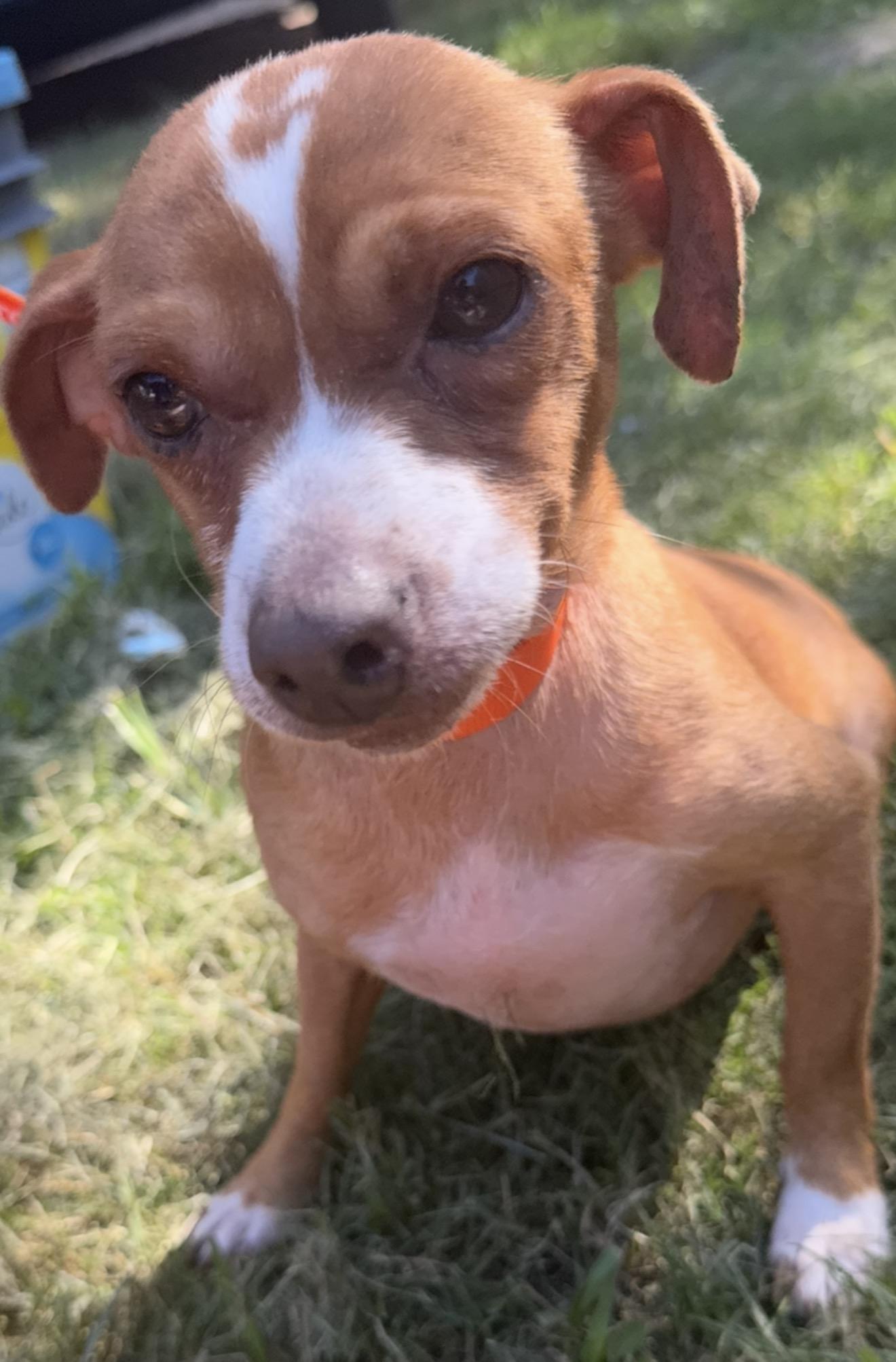 Enlarge Cinch Local Aug 21-23, a ADOPTABLE mixed breed in Westerly, RI image 4/4