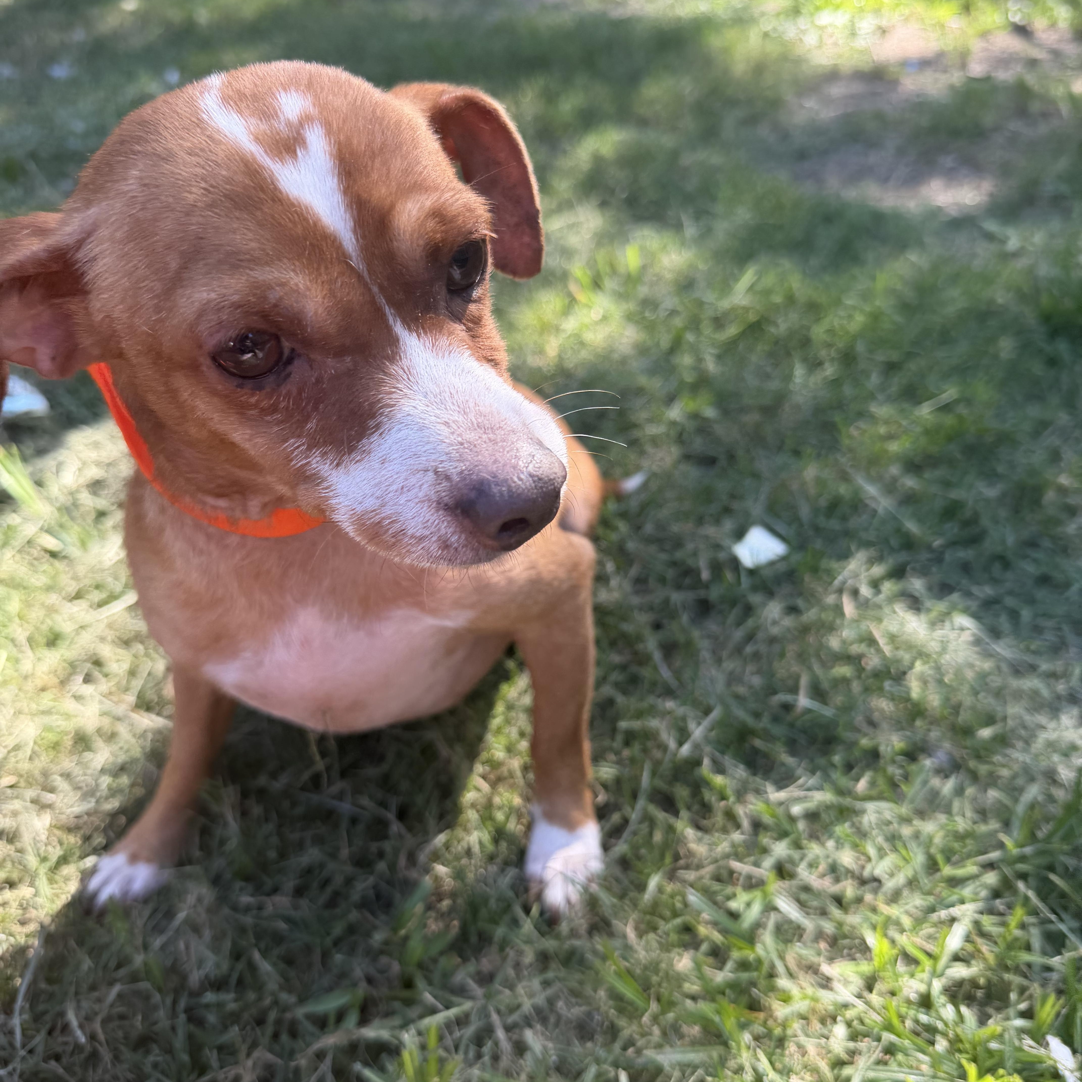 Enlarge Cinch Local Aug 21-23, a ADOPTABLE mixed breed in Westerly, RI image 1/4