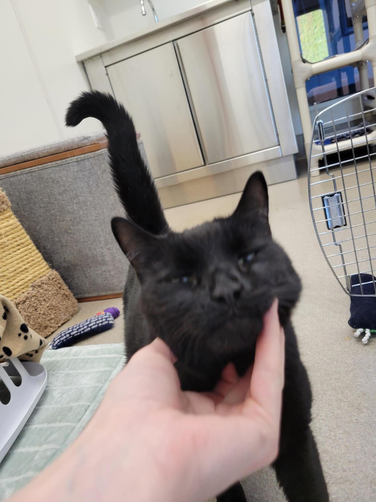 Watson #39602 (6 Years Old) , a Adoptable Domestic Short Hair in Langley, BC image 3/6