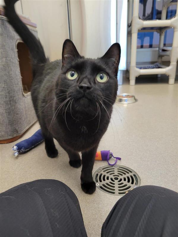 Watson #39602 (6 Years Old) , a Adoptable Domestic Short Hair in Langley, BC image 2/6
