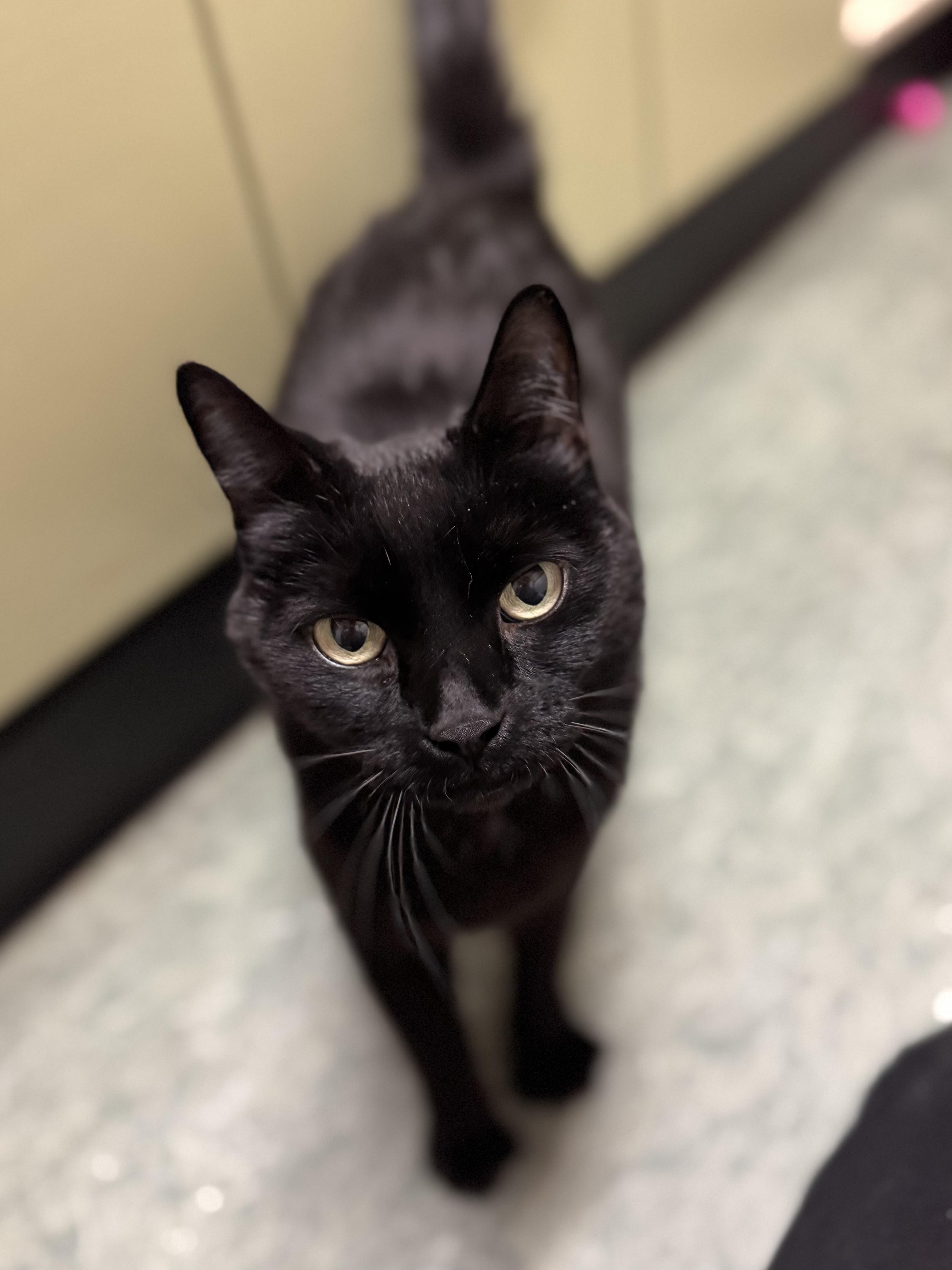 Watson #39602 (6 Years Old) , a Adoptable Domestic Short Hair in Langley, BC image 4/6