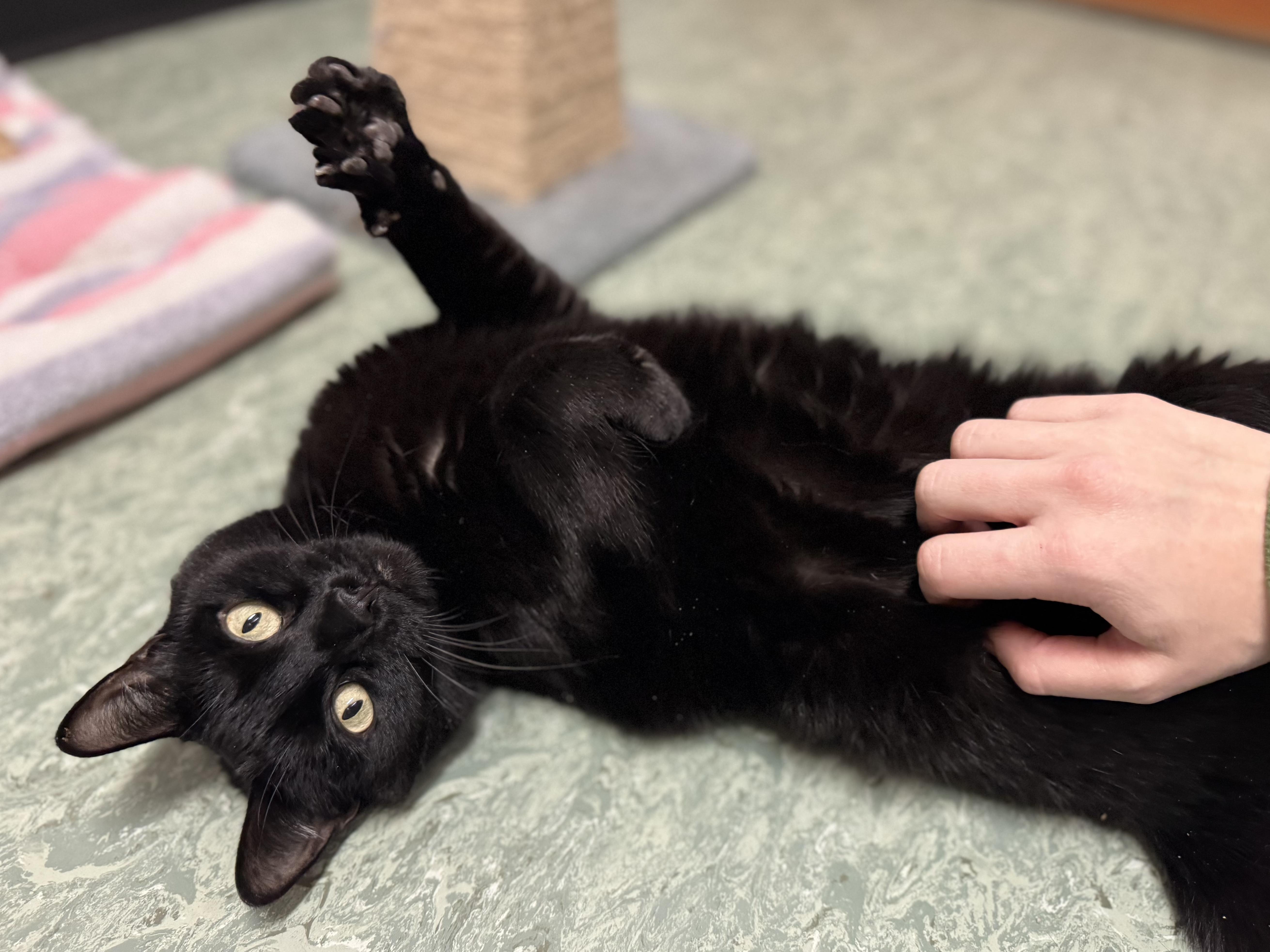 Watson #39602 (6 Years Old) , a Adoptable Domestic Short Hair in Langley, BC image 5/6